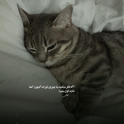 مهیار اون که واست بهم میریخت شهرو دیگه نمیخوادت